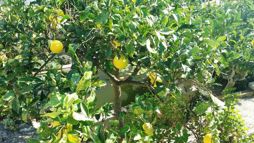 Sole E Fiori Di Sicilia Διαμέρισμα Valderice Εξωτερικό φωτογραφία